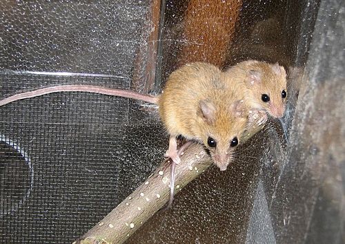 Chestnut climbing mouse